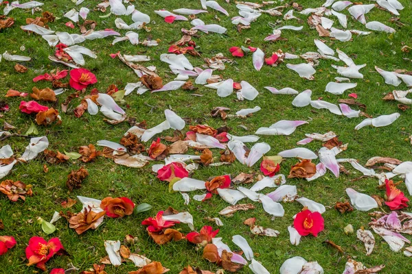 Pétalos de rosa que caen en el jardín . — Foto de Stock