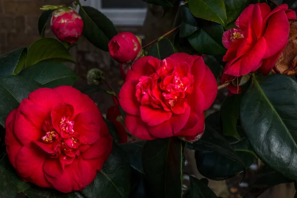 Flor de rosa vermelha florescendo no jardim de rosas . — Fotografia de Stock