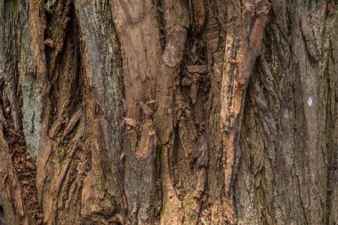 gövde ağacı. ağaç yaş. kökler ve büyük kaynaklanıyor. 