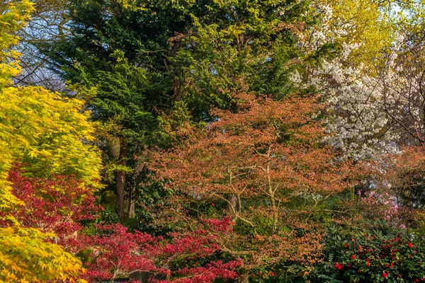 Renkli yaprakların güzelliği. — Stok fotoğraf