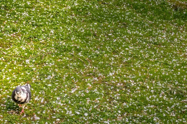 Uma pomba solitária está andando na grama — Fotografia de Stock