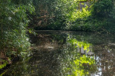Güzel ve gölgeli doğal göletler