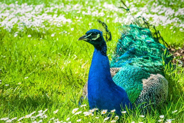 Portrét páva ukazující na jasně zbarvené peří. — Stock fotografie