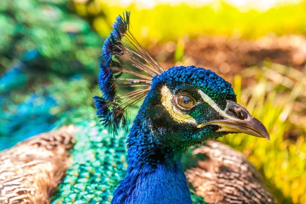 Zavřete pohled na Indický Peásovu nebo modrou peásovu (Pavo crista — Stock fotografie