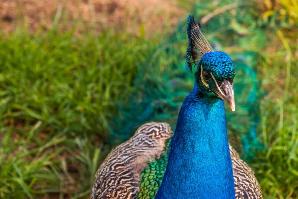 Zavřete pohled na Indický Peásovu nebo modrou peásovu (Pavo crista — Stock fotografie