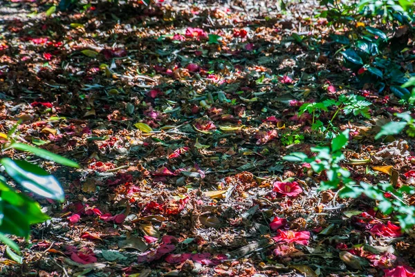 Színes levelek az őszi erdő Angliában. — Stock Fotó