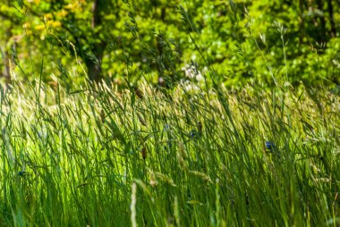 Yol kenarı otlar / Cogon çim (Imperata silindirrica)