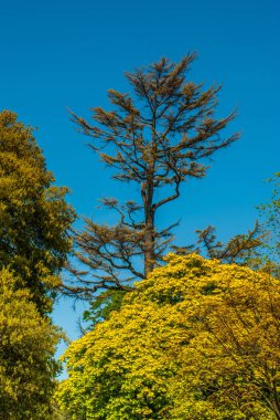 İlkbaharda parlak güneş ışığı alan ağaçlar.