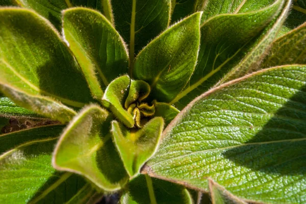 Cylindrocline lorencei es un pequeño árbol que se ha considerado — Foto de Stock