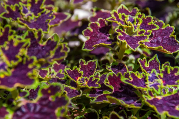 Solenostemon Westfield Coleus növény — Stock Fotó