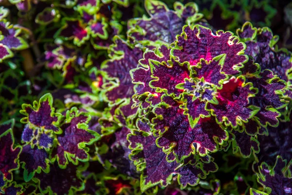 Solenostemon Westfield Coleus Plant — Foto de Stock