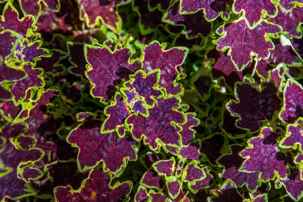 Solenostemon Westfield Coleus növény — Stock Fotó