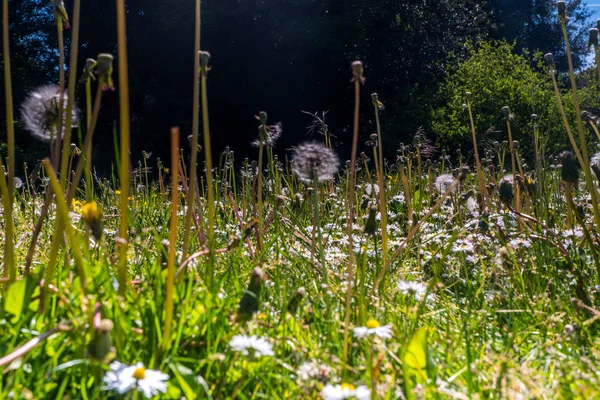 Malva sylvestris är en art i släktet Malva och familjen Mallow. — Stockfoto