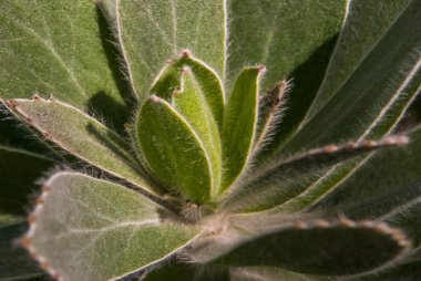 Leucospermum conocarpodendron Cape Yarımadası o endemik