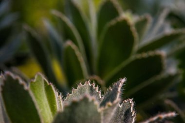 Leucospermum conocarpodendron Cape Yarımadası o endemik