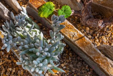 astridia citrina, güzel