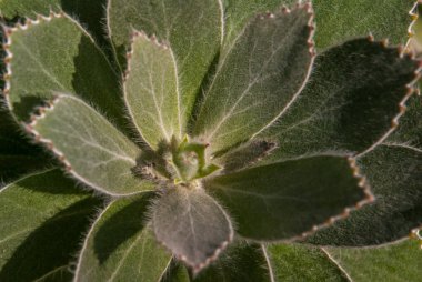 Leucospermum conocarpodendron Cape Yarımadası o endemik