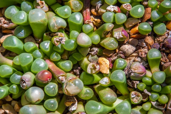 Adromischus filicaulis subsp. — Foto Stock