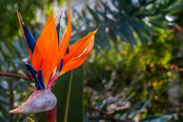 Strelitzia Reginae virág Polárszűrő (paradicsommadár virág). Őrült — Stock Fotó