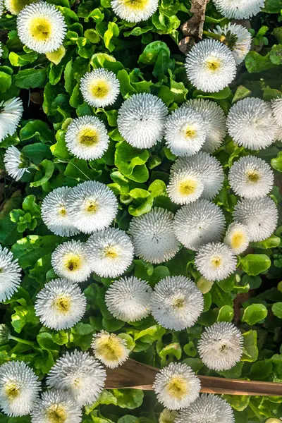Flores blancas de Matsumoto en un hermoso jardín . — Foto de Stock