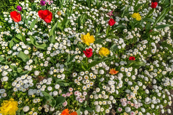 Tulpen in het midden van de witte bloemen van Matsumoto in — Stockfoto