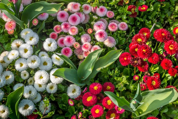 Färgglada Matsumoto blommor i en vacker trädgård. — Stockfoto