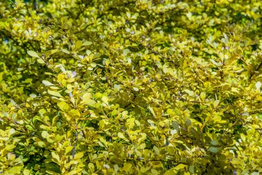 güzel berberis altın bahçede leaved.