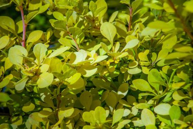 güzel berberis altın bahçede leaved.