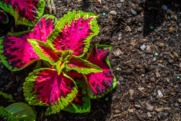 ปลาแซลมอน แดงกระดูกเชิงกราน ดอกไม้ใกล้ชิด หรือโซน Pelargonium . — ภาพถ่ายสต็อก