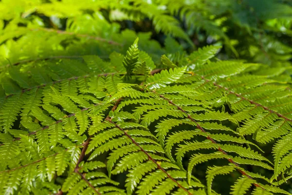 Parte superior del helecho del árbol negro - Cyathea medullaris . —  Fotos de Stock