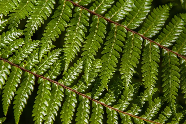 Top view part of the black tree fern - Cyathea medullaris. — Stock Photo, Image
