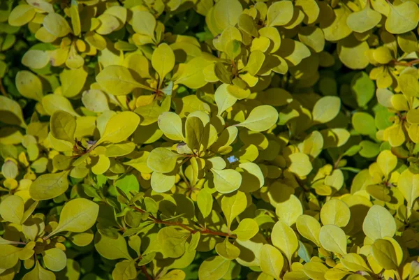 Hermoso berberis de oro dejado en el jardín . — Foto de Stock