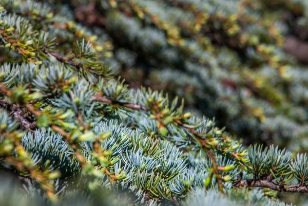 Атлантический кедр (Cedrus atlantica). красивая — стоковое фото