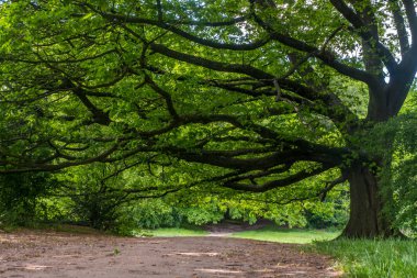 Güneş büyük ağacın yapraklarından parlar..