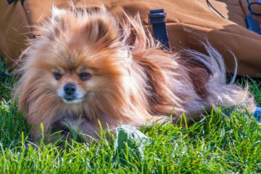Sevimli Pomeranian köpek yeşil çim üzerinde ürpertici.
