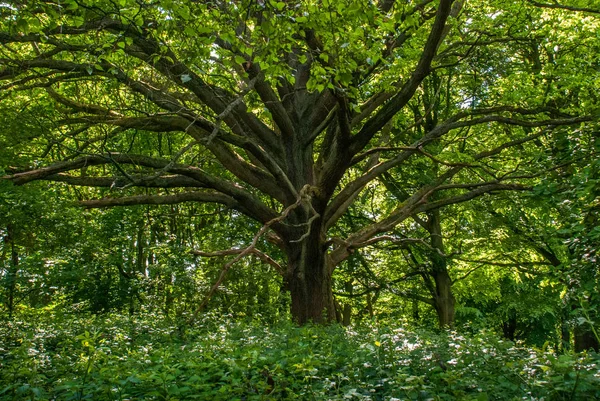 El sol brilla a través de los grandes árboles en el bosque, verde backgr —  Fotos de Stock