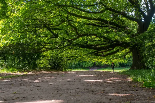 The sun shines through the leaves of the big tree. — Stock Photo, Image