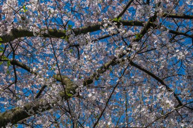 Bahar kiraz çiçekleri ağaçlarla doludur, maviile serpiştirilmiş