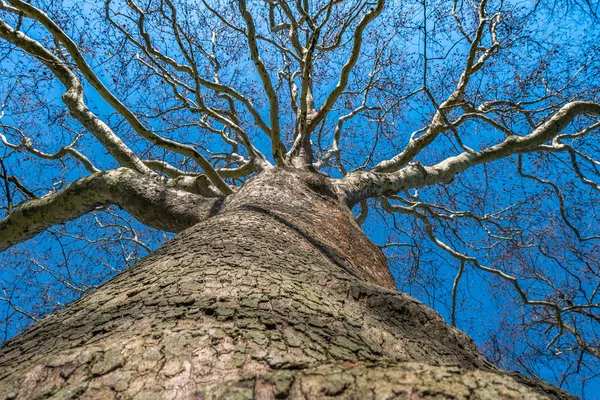 Haut de l'arbre contre le ciel bleu, Détail des branches d'arbre dans le gard — Photo