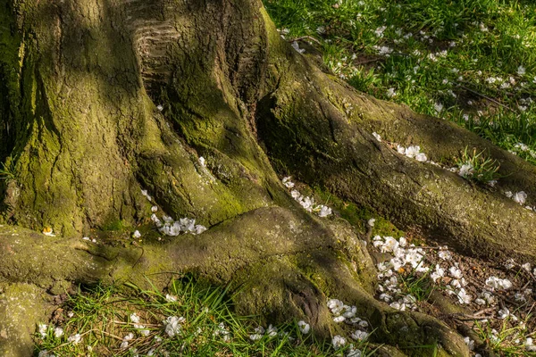 Las raíces del árbol viejo en el bosque de primavera . —  Fotos de Stock