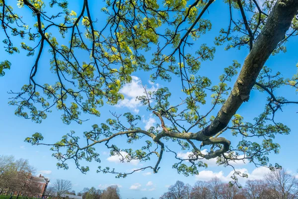 El árbol frente al cielo azul, los detalles de las ramas Traje —  Fotos de Stock