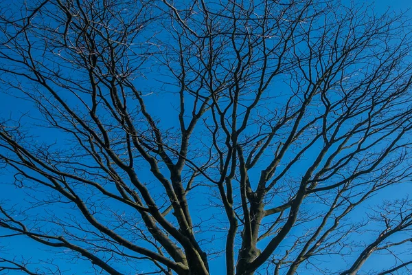 Drzewo góry przeciwko błękitne niebo, szczegółowy drzewa gałęzie w Gard — Zdjęcie stockowe