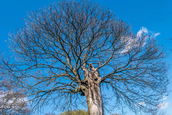 Parte superior del árbol contra el cielo azul, Detallado de ramas de árbol en el gard —  Fotos de Stock