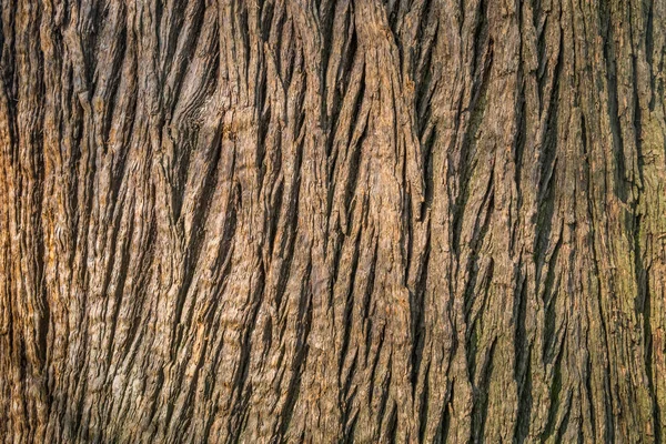 Beautiful detail and texture from big tree. — Stock Photo, Image