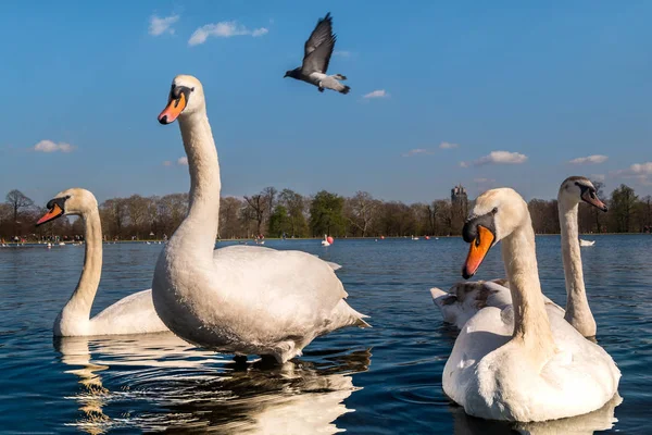 Hermoso ganso blanco nadando en una piscina o lago . —  Fotos de Stock