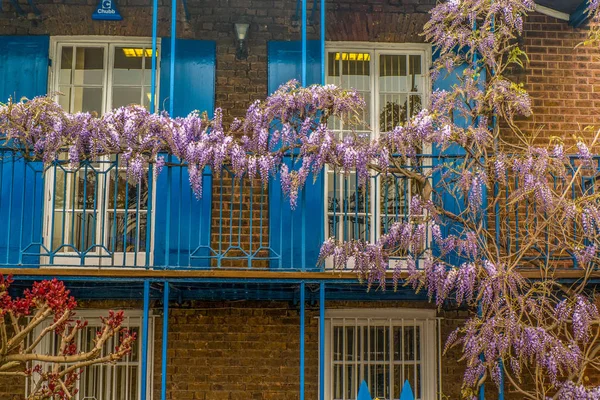 Wisteria sinensis, Chinese Wisteria. — Stock Photo, Image