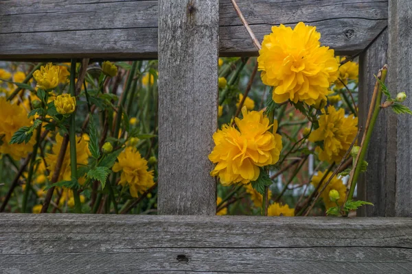 Sárga virágos növény, Kerria japonica pleniflora. — Stock Fotó