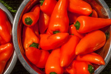 Portakal Marconi Pepper pazar yerinde. 