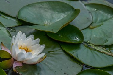 Beyaz Nilüfer, Nilüfer veya Nilüfer çiçekleri suyla dolu gölet