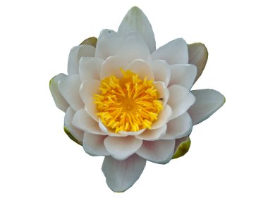 Beyaz nilüfer beyaz arka plan üzerinde izole çiçek açtı. 